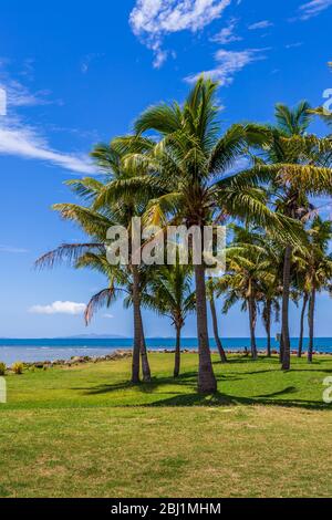 Kokosnusspalmen (Cocos nucifera), mit Kokosnüssen, gegen einen blauen Himmel mit flauschigen Wolken. Stockfoto