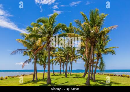 Kokosnusspalme (Cocos nucifera), mit Kokosnüssen, gegen einen blauen Himmel mit flauschigen Wolken. Stockfoto