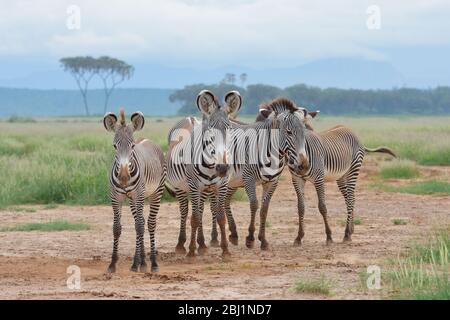 Herde gefährdeter Grevy's Zebra Entspannen Sie sich im halbwüsten Buffalo Springs Reserve in üppigem Grün nach schlimmsten Überschwemmungen seit 50 Jahren. Stockfoto