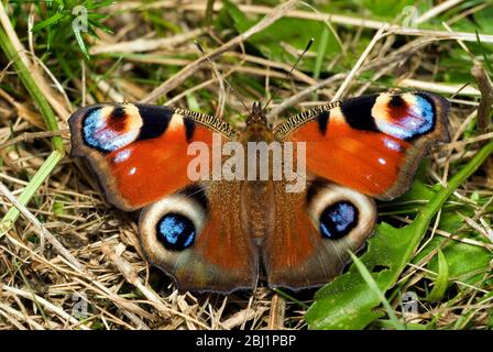 Tagpfauenauge Stockfoto