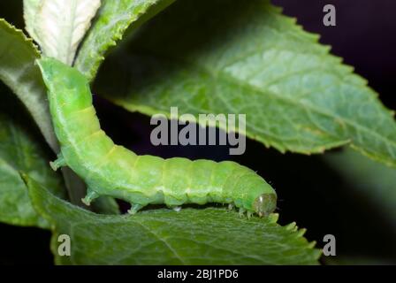 Angle Shades Moth Raupe Stockfoto