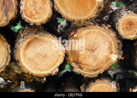 Brennholz logs. Stockfoto