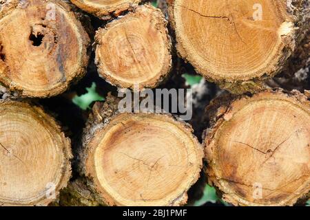 Brennholz logs. Stockfoto