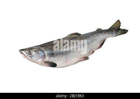 Ganze rosa Lachs Fisch isoliert auf weißem Hintergrund ohne Schatten. Stockfoto