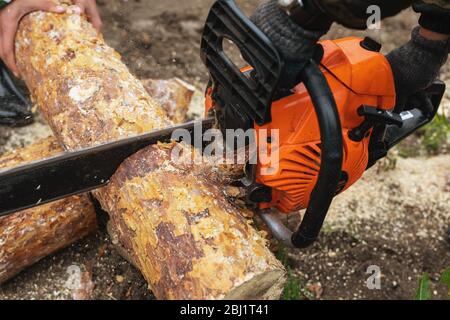 Kettensäge in Aktion Holz schneiden. Mann, der Holz mit Säge schneidet. Konzept ist es, Bäume zu Fall zu bringen. Stockfoto