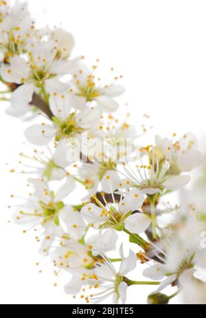 Schwarzdornblüte (prunus spinosa) vor weißem Hintergrund, Studioaufnahme Stockfoto