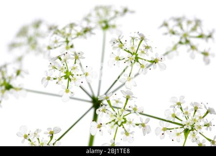 Ein Kuhpsilienblütenkopf (anthriscus sylvestnis), mit Schirmen, vor weißem Hintergrund, Studioaufnahme. Stockfoto