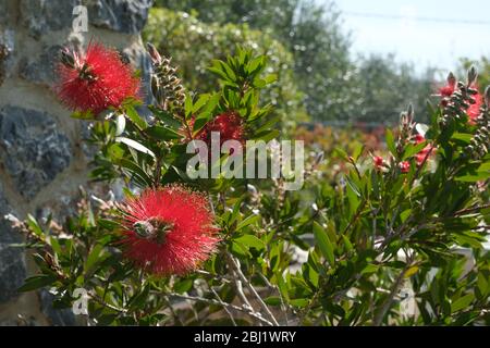 Spitzen von roten Blumen mit Vegetation im Frühling im Garten von Ligurien. Stockfoto