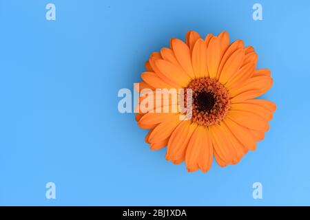 Orangefarbener Gänseblümchenkopf isoliert auf blauem Hintergrund. Stockfoto