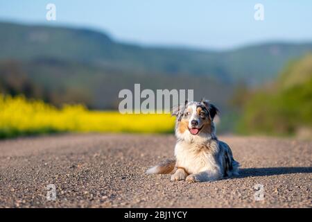 Australian Shepherd liegt auf dem Weg durch den Sonnenuntergang Stockfoto
