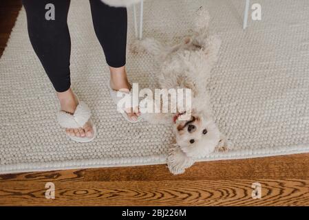 Blick aus dem hohen Winkel von flauschigen weißen Hund auf cremefarbenen Teppich, Frau in Pantoffeln neben ihm stehend. Stockfoto