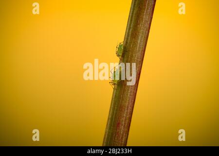 Nahaufnahme Makrobild von 3 Greenfly einschließlich jung auf einem Löwenzahn-Stamm mit Kopierraum auf einem gelben Frühling Hintergrund. Stockfoto