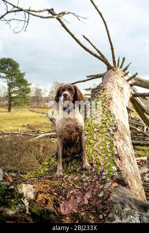 Ein schlammiger englischer Springer Spaniel sitzt auf einem gefallenen Baum in einer ländlichen Umgebung. Stockfoto