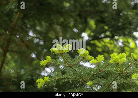 Junge Triebe auf einem Tannenzweig im Wald Stockfoto