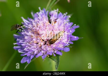 Nahaufnahme eines goldenen Insekts auf einer lila Blume Stockfoto