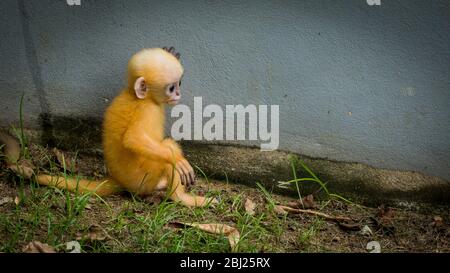 Orange Baby Duskey Affe sitzt auf dem Boden vor der Wand in Lommuak Thailand Stockfoto