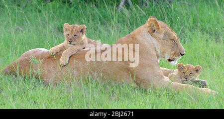 löwenjunges ruht auf dem Rücken der Mutter, anderes Junge kuschelte sich zwischen ihre Vorderfüße. Masai Mara, Kenia Stockfoto