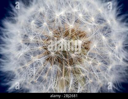 Makro Nahaufnahme von DandelionTaraxacum Samenkopf Stockfoto