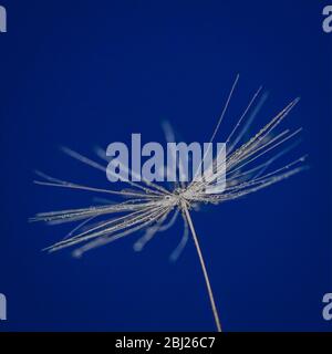 Makro Nahaufnahme von DandelionTaraxacum Samen mit Wassertropfen auf blauem Hintergrund Stockfoto