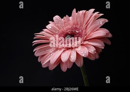 Korallen Farbe Gerbera auf schwarzem Hintergrund. Floraler Hintergrund. Lebendige Farben. Helle Farbe Stockfoto