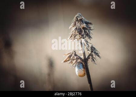 Trockenes Herbstgras im Hintergrund des unscharfen Feldes Stockfoto