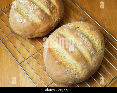 Frisch gebackenes Haferbrot aus Weißbrotmehl und Hafermehl, das mit Haferflocken auf einem Drahtkühlgestell überzogen ist Stockfoto
