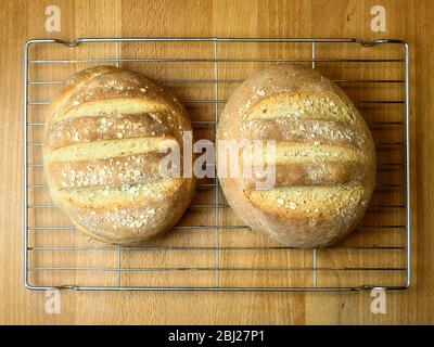 Frisch gebackenes Haferbrot aus Weißbrotmehl und Hafermehl, das mit Haferflocken auf einem Drahtkühlgestell überzogen ist Stockfoto