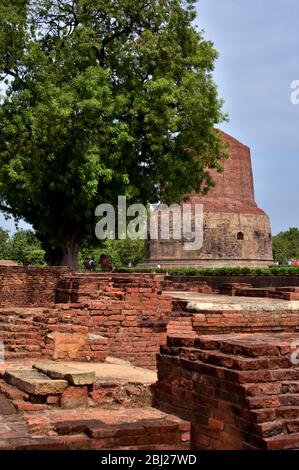 Ruinen von Sarnath Stupa in Uttar Pradesh. Stockfoto