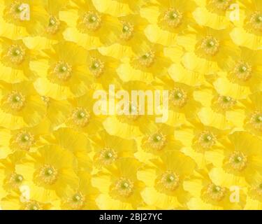 Die Farbe Gelb. Montage von Blumen des Welsh Poppy, Menocopsis Cambrica. Gartenfotografie. Stockfoto