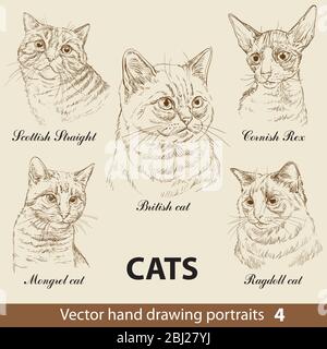 Hand Zeichnung Satz einer Katze Rassen. Katzenköpfe isoliert auf beigem Hintergrund. Vektor Hand gezeichnet realistische Porträts. Katzen Illustration Kollektion. Teil 4 Stock Vektor