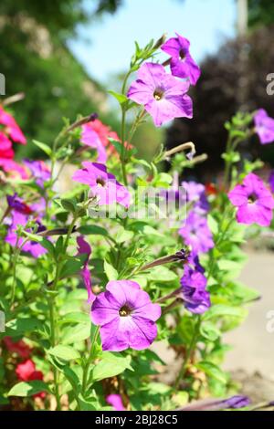 Frische Blumen über grünem Gras Hintergrund Stockfoto