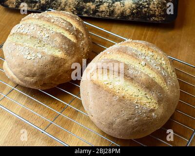 Frisch gebackenes Haferbrot aus Weißbrotmehl und Hafermehl, das mit Haferflocken auf einem Drahtkühlgestell überzogen ist Stockfoto