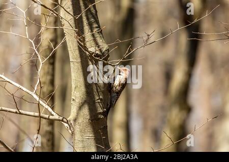 Vogel.Rotbäuchiger Specht im Frühjahr. Naturlandschaft aus dem State Park von Wisconsin. Stockfoto