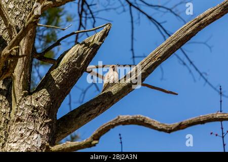 Vogel.Rotbäuchiger Specht im Frühjahr. Naturlandschaft aus dem State Park von Wisconsin. Stockfoto