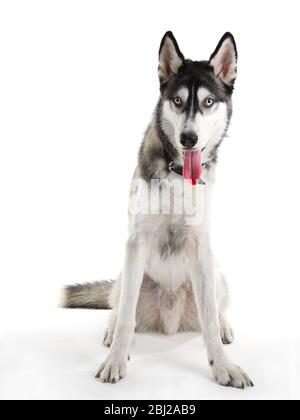 Schöner Huskies Hund isoliert auf weiß Stockfoto