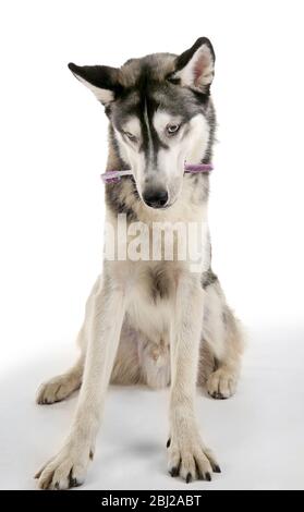 Schöner Huskies Hund mit Zahnbürste isoliert auf weiß Stockfoto