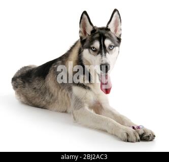 Schöner Huskies Hund mit Zahnbürste isoliert auf weiß Stockfoto