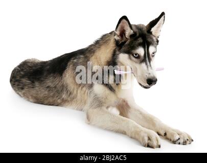 Schöner Huskies Hund mit Zahnbürste isoliert auf weiß Stockfoto