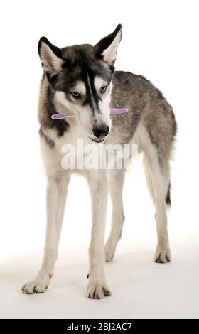 Schöner Huskies Hund mit Zahnbürste isoliert auf weiß Stockfoto