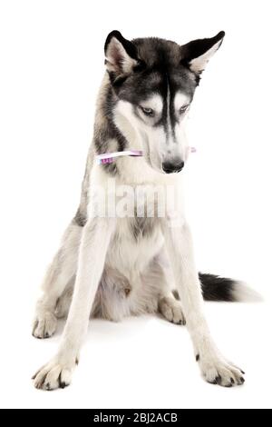 Schöner Huskies Hund mit Zahnbürste isoliert auf weiß Stockfoto