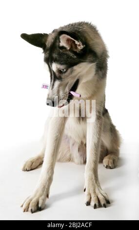 Schöner Huskies Hund mit Zahnbürste auf grauem Hintergrund Stockfoto