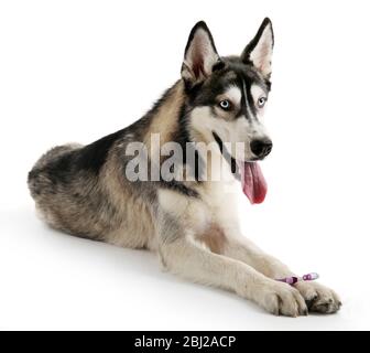 Schöner Huskies Hund mit Zahnbürste isoliert auf weiß Stockfoto