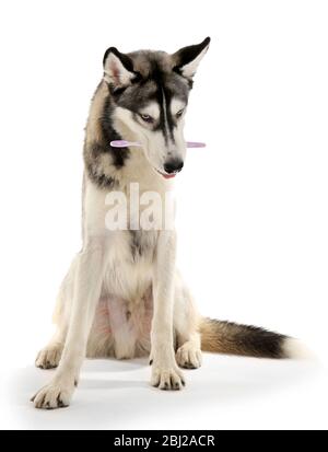 Schöner Huskies Hund mit Zahnbürste isoliert auf weiß Stockfoto