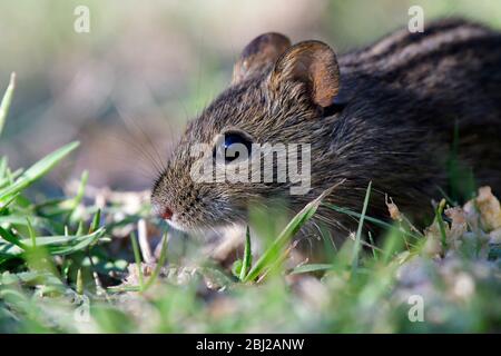 Natürliches Leben in Afrika. Gestreifte Feldmaus im grünen Gras Stockfoto