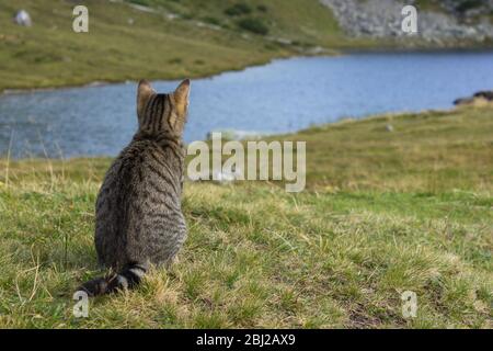 Süße junge Katze sitzt und Blick auf Bergsee in den österreichischen Alpen Stockfoto