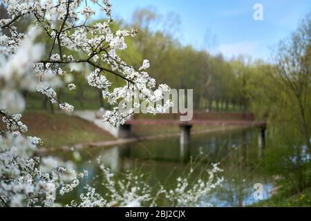 Blühender Baum mit weißen Blüten an Zweigen, die auf Wind verzichten Stockfoto