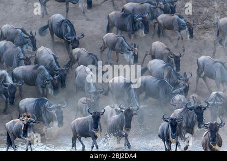 Blaue Gnus-Herde, die am Flussufer entlang kommt, um den Mara-Fluss, den Serengeti-Nationalpark, Tansania, zu überqueren. Stockfoto