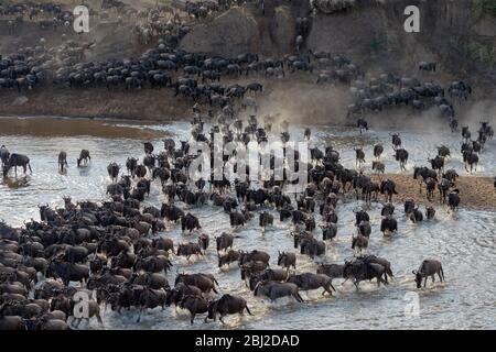 Blaue wildebeest, brüllte gnu-Herde (Connochaetes taurinus), die während der großen Migration den Fluss Mara überquerte, Serengeti-Nationalpark, Tansania. Stockfoto