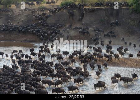 Blaue wildebeest, brüllte gnu-Herde (Connochaetes taurinus), die während der großen Migration den Fluss Mara überquerte, Serengeti-Nationalpark, Tansania. Stockfoto