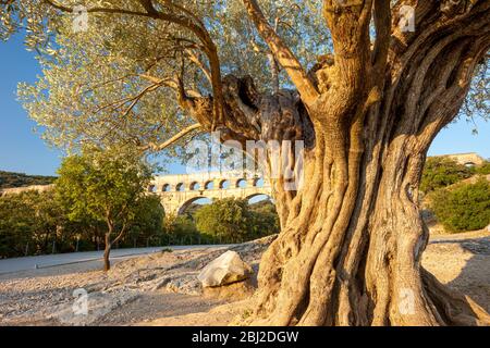 Alte Olivenbäume und römische Aquädukt - Pont du Gard bei Vers-Pont-du-Gard, Occitanie, Frankreich Stockfoto